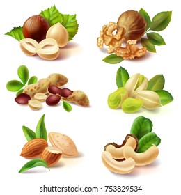 Set of different peeled and with peel and leaves nuts realistic vector illustrations isolated on white background. Full and cracked hazelnut, walnut kernel halves, peanuts, pistachio, almond, cashew
