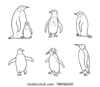 Set of different penguins in outlines. Vector illustration. EPS8