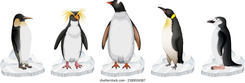 Set of different penguins types standing on ice illustration