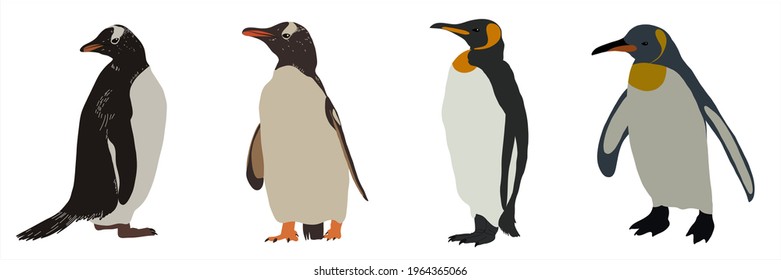 Set of different penguins. Vector illustration.