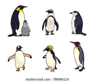 Set of different penguins. Vector illustration. EPS8