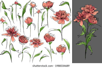 Set of different peonies and leaves. Vector collection of peonies. Hand drawn vector illustration. 