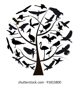 Set of different photographs of birds isolated on white background