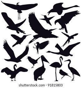 Set of different photographs of birds isolated on white background