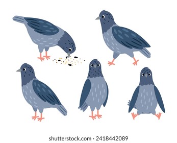 Set of different pigeon poses. Bird pecking seeds vector illustration of pigeon bird wildlife isolated, fauna urban animal set