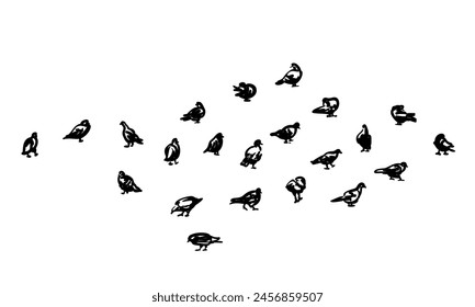 Set of different pigeons walking, standing, cleaning their plumage, Vector quick sketch, Hand drawn illustration of birds