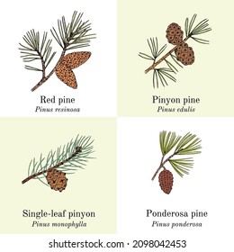 33 Single Leaf Pinyon Images, Stock Photos & Vectors | Shutterstock