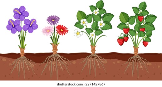 Set of different plant roots growing in soil illustration