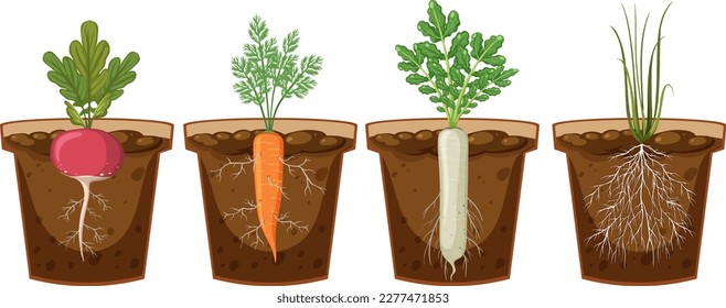 Set of different plant roots growing in soil illustration