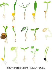 Set of different plant sprouts isolated on white background