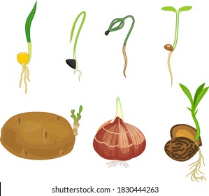 Conjunto de brotes de plantas diferentes aislados en fondo blanco