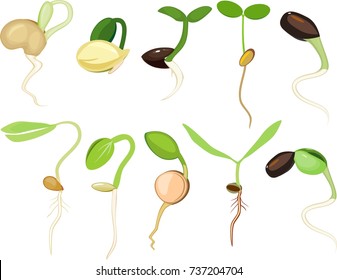 Set of different plant sprouts on white background