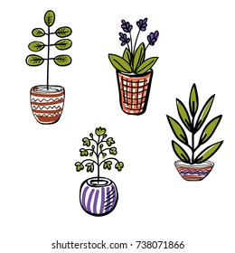 Set of different plants, cactus. Hand drawn vector illustration.