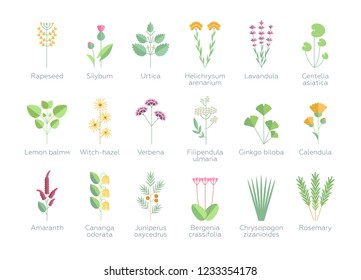 Set of different plants, flowers and herbs. Floral, nature, leaves. Organics for bio spa cosmetics. Vector illustrations in flat design style. White background isolated 
