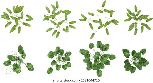 set of different plants and grass isolated on transparent background from the top view