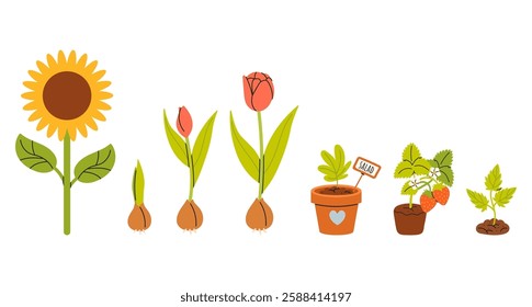 Set of different plants in hand drawn style, seedlings, sprouts sprouting for planting. Spring  work in the garden, flowers, tulips, sunflower, strawberry. Vector illustrations isolated on white 