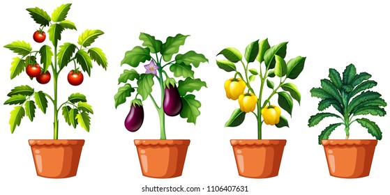 Set of different plants illustration