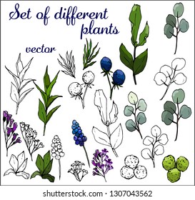 Set of different plants isolated on white background, elements for seasonal floral design. Vectorial