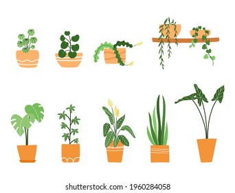 set of different plants in pot, collection of different indoor garden plants