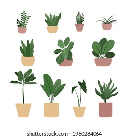 set of different plants in pot, collection of different indoor garden plants