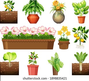 Set of different plants in pots isolated on white background illustration