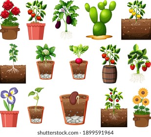 Set of different plants in pots isolated on white background illustration