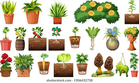 Conjunto de diferentes plantas en macetas aisladas en ilustración de fondo blanco