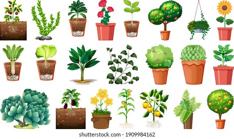 Conjunto de diferentes plantas en macetas aisladas en ilustración de fondo blanco