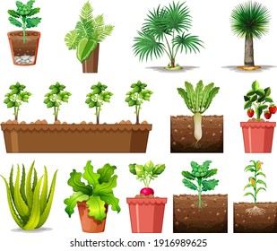 Set of different plants in pots isolated on white background illustration