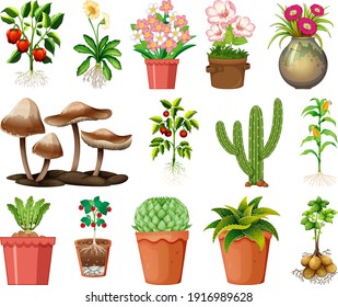 Conjunto de diferentes plantas en macetas aisladas en ilustración de fondo blanco