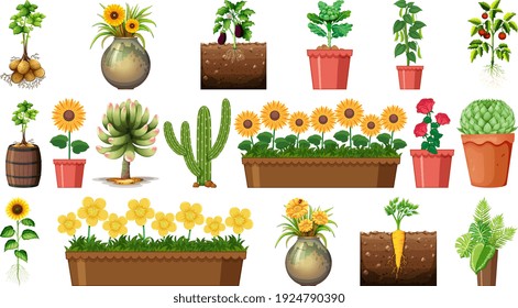 Set of different plants in pots isolated on white background illustration
