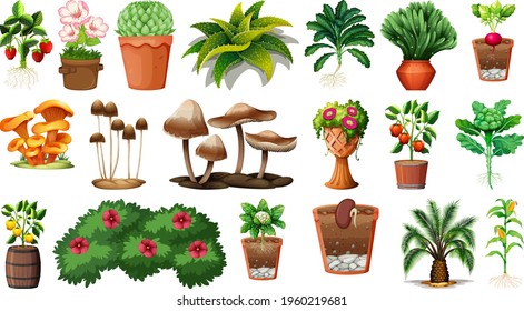 Set of different plants in pots isolated on white background illustration