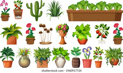 Set of different plants in pots isolated on white background illustration