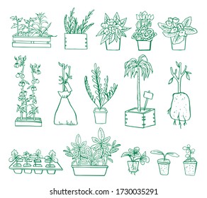 Set of different plants and seedings in pots and boxes. Hand drawn outline vector sketch illustration