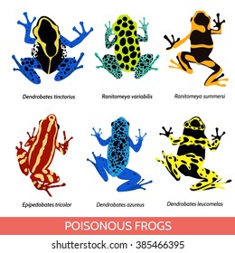 Set of different poisonous frogs. Vector illustration of poisonous frogs on a white background.Set of isolated frogs. Frog clip-art. Dyeing dart frog. Blue poison dart frog. Phantasmal poison frog