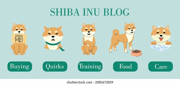 A set with different pose of shiba inu. Shiba inu blog concept. Byuing, quirks, training, food and care chapters. Pet with a bowl of food,  breaks out from under the leash,  gives a paw