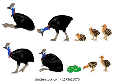 Set of different poses of adult and young cassowarys, vector illustration