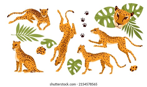 Set of different poses of wild leopard. Jungle running animal, exotic cat family member, african panthera, savanna carnivore hunter, tropical predator vector illustration