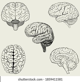 Set of different positions of the human brain in vector simple illustration