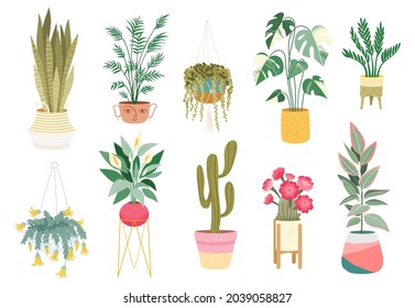 Set of different potted house plant. Indoor plants with beautiful tropical foliage. Ficus, monstera, palm, zamioculcas. Houseplant growing in various pot, vase interior decor. Flat vector illustration