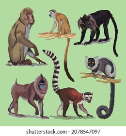 Set with different primates, monkeys, animals collection. macaque, lemur, Japanese, long-tailed macaque, Maned mangabey or black macaque, Mandrill. Vector illustration. Isolated