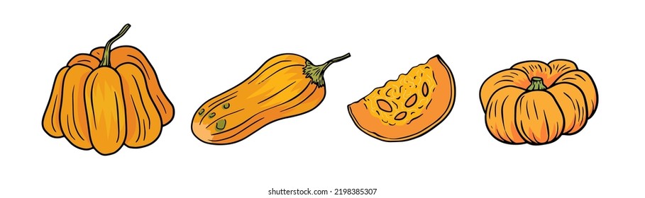 Set of different pumpkins. Collection of autumn gourds isolated on white background