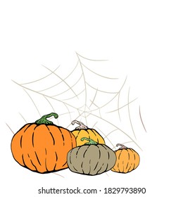 Set of different pumpkins and spider web with a spider. Autumn harvest. Illustration for Halloween.