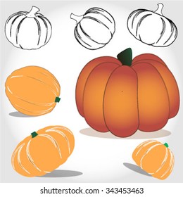 Set of different pumpkins,harvest illustration isolated on white background.