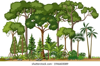 Set of different rainforest trees on white background illustration