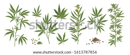 Set of different realistic green hemp with seeds. Collection of cosmetic and medical marijuana plant vector illustration. Cannabis herbal leaves front view isolated on white background.