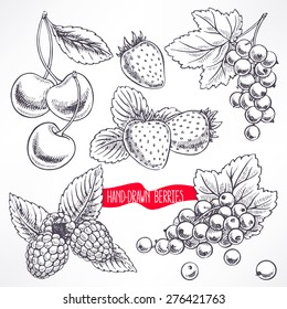 con diferentes bayas y hojas. ilustración dibujada a mano