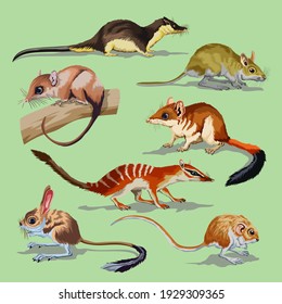 Set with different rodents, animals collection. Opossum jerboa field mouse rat jumper otter. Vector illustration. Isolated