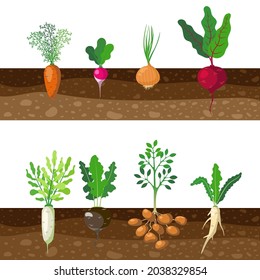 Set of different rooted vegetables growing underground. Cartoon vector illustration. Patch of tubers, plants as carrot, onion, potato, radish, beet, beetroot in soil. Garden, food, nutrition concept