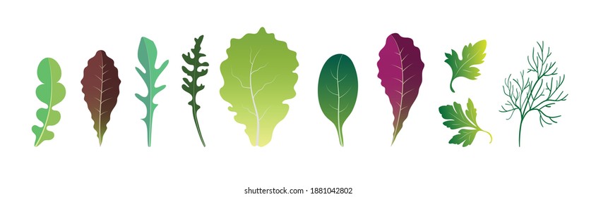 A set of different salad leaves.